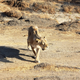 A female Asiatic lion in Gir forest.
